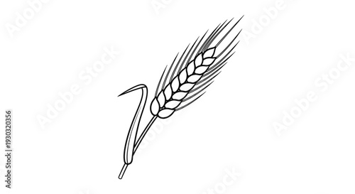Single Wheat Ear, Outline Drawing, Isolated on White Background, Agricultural Symbol