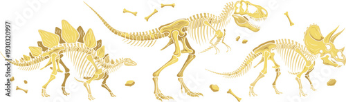 Illustration of Dinosaur Skeletons Including T-Rex, Stegosaurus, and Triceratops