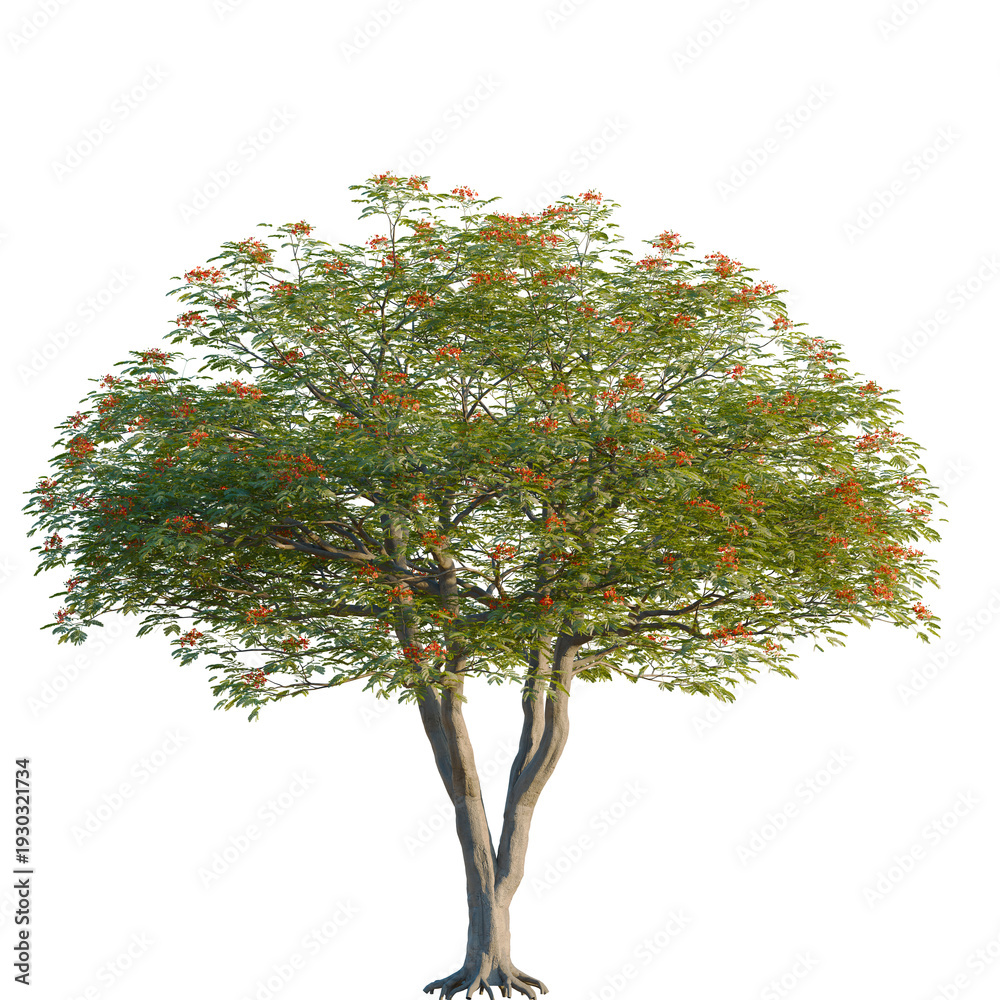 Fototapeta premium Delonix regia tree, elevation, front view, cutout, transparent background, isolate, Blooming red hibiscus flower close-up, perfect for tropical floral designs and vibrant backgrounds.