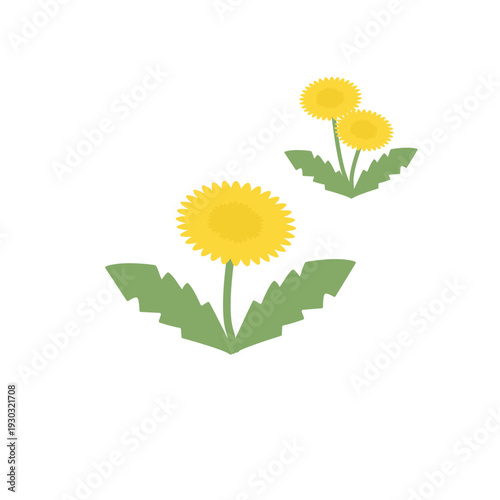 たんぽぽのイラスト　春の花　春素材