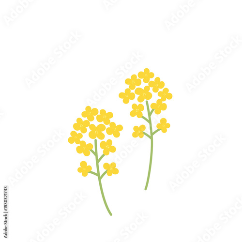 シンプルな菜の花のイラスト　春素材　春の花