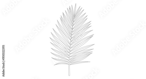 Minimalist Palm Leaf Outline Vector Illustration, Tropical Plant Frond Drawing, Botanical Line Art