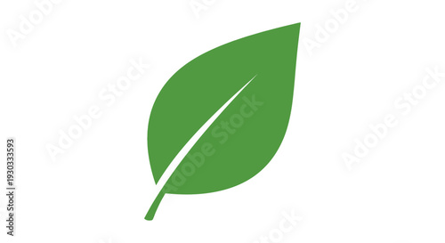 A single green leaf with a white streak on a plain white background in a close-up view with natural and simple tones.
