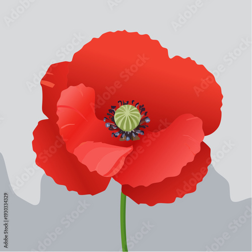 Bright red poppy flower stands tall against a simple gray background in an artistic view of nature's design