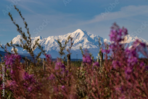 Bild auf Leinwand Fireweed in front of mountains in Alaska