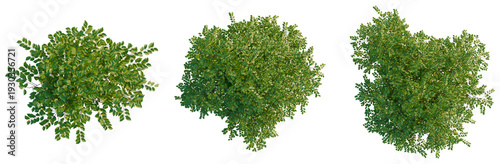 Foto Betula nigra Little King FOX VALLEY tree plan, top view, cutout, transparent bac