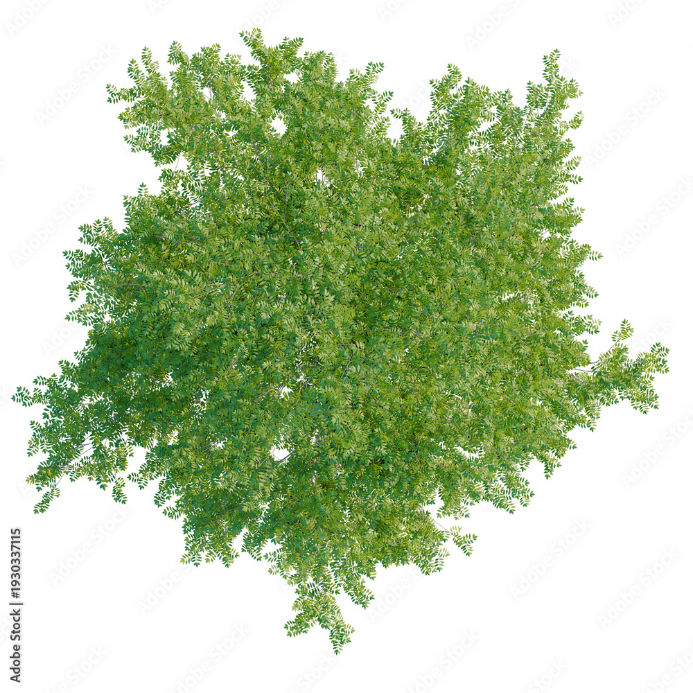 Obraz premium Carya cordiformis tree plan, top view, cutout, transparent background, isolate, Detailed close-up of lush green tropical foliage, vibrant leaves, natural texture, hd
