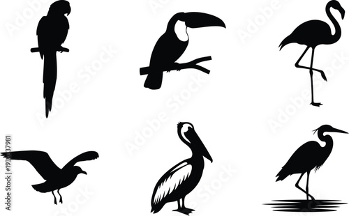 Tropical bird vector silhouette set with parrot, toucan, flamingo, pelican, heron, seagull