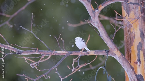  Long tailed tit taking flight in slow motion and snowing