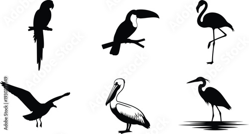 Tropical bird vector silhouette set featuring flamingo, toucan, pelican, parrot, and heron designs