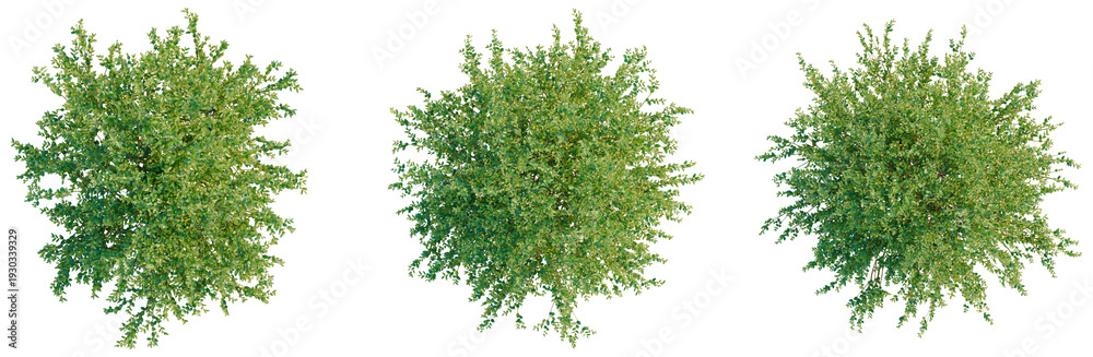 Fototapeta premium Ilex crenata tree plan, top view, cutout, transparent background, isolate, Lush Green Tree Branch with Detailed Foliage - Perfect for Nature and Springtime Designs