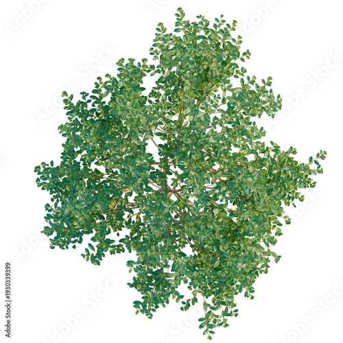 Fotografie Ilex glabra tree plan, top view, cutout, transparent background, isolate, Detail