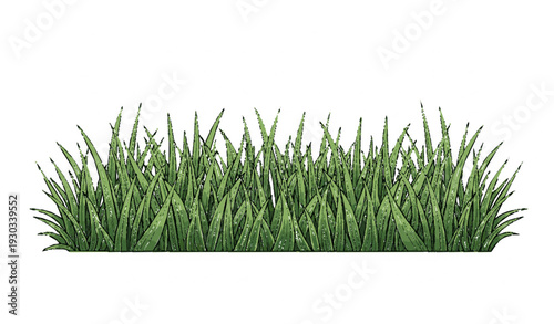 grass isolated on white background