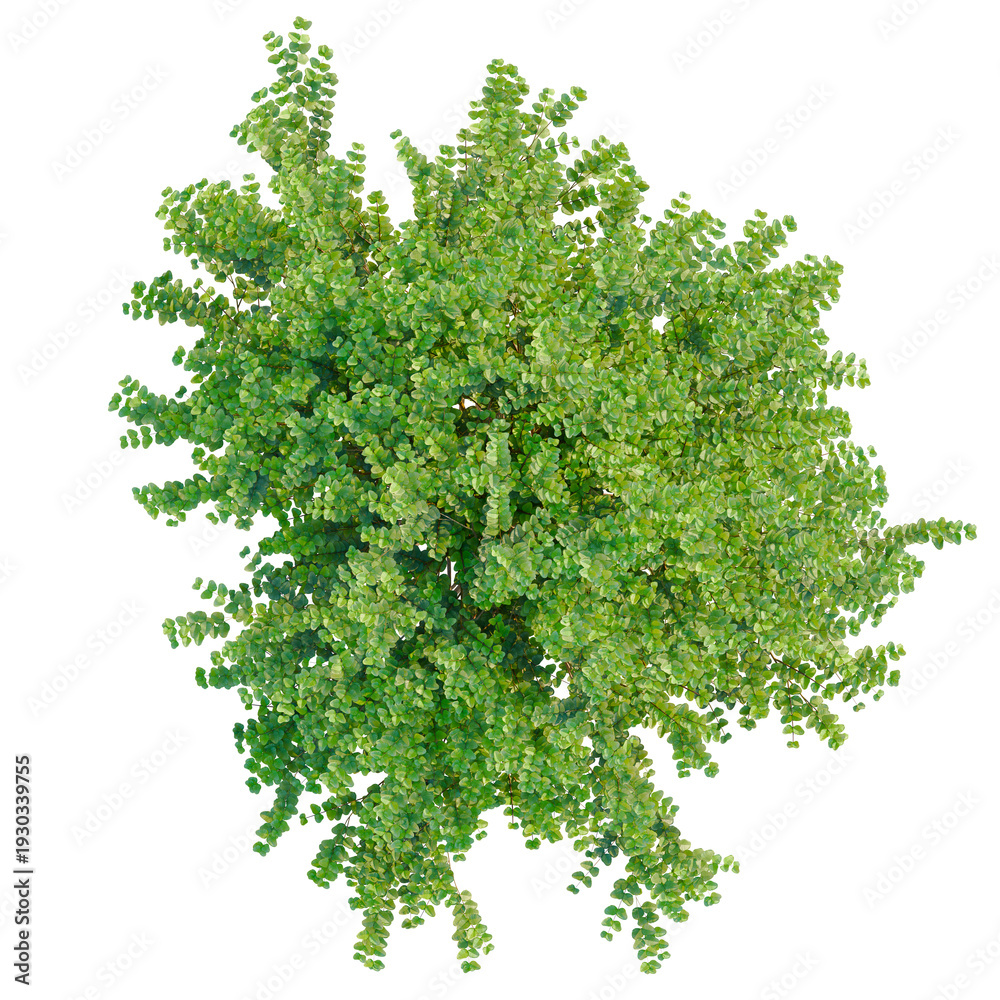 Obraz premium Lonicera nitida tree plan, top view, cutout, transparent background, isolate, Dense green foliage texture, detailed leaf pattern, natural background, close up view
