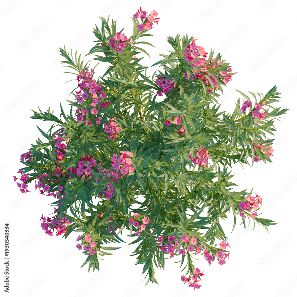 Fototapeta premium Nerium oleander tree plan, top view, cutout, transparent background, isolate, Blooming pink bougainvillea flower branch, detailed botanical illustration, perfect for design elements