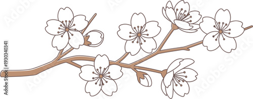 A beautiful illustration featuring delicate pink cherry blossom flowers on a brown branch, representing the arrival of spring and natural beauty.
