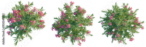 Tableau sur toile Nerium oleander tree plan, top view, cutout, transparent background, isolate, Vi