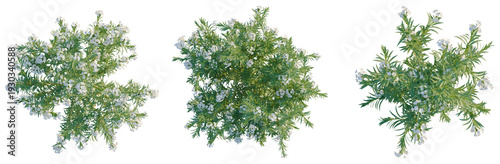 Fotografie Nerium oleander tree plan, top view, cutout, transparent background, isolate, Detailed close-up of lush green foliage with vibrant texture, perfect for nature backgrounds