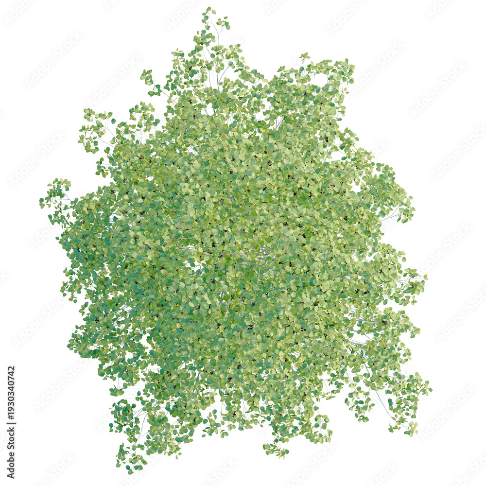 Obraz premium Populus tremuloides tree plan, top view, cutout, transparent background, isolate, Lush green leaves and foliage texture, vibrant plant detail, nature background, close-up view