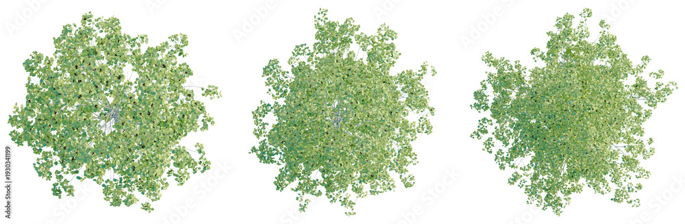 Obraz premium Populus tremuloides tree plan, top view, cutout, transparent background, isolate, Delicate fern leaf texture, close-up macro photography, detailed botanical pattern, natural background