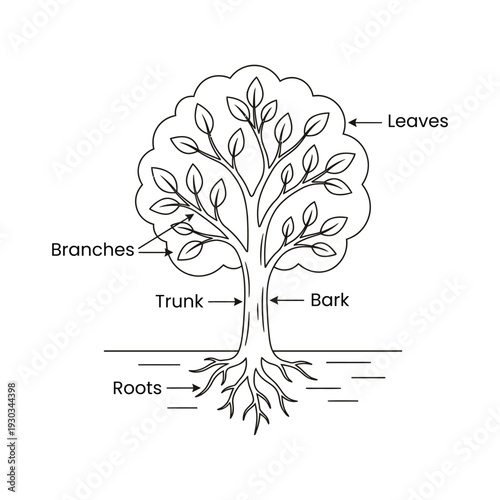 Tree Parts Labeled Diagram Illustration