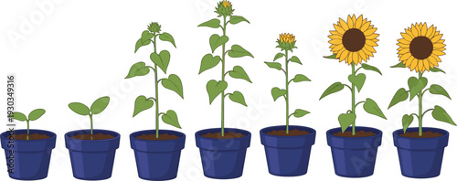Sunflower Growth Stages from Seedling to Full Bloom in Blue Pots