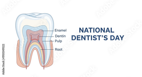 Anatomical illustration of a tooth on National Dentist Day, highlighting enamel, dentin, pulp, and root, promoting oral health awareness in the USA.