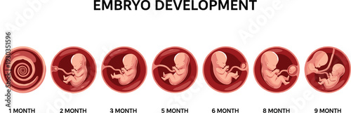 Embryo Development Stages from 1 Month to 9 Months, Detailed Growth Timeline Illustration