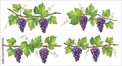 Watercolor illustration of grape vines with bunches of dark purple grapes