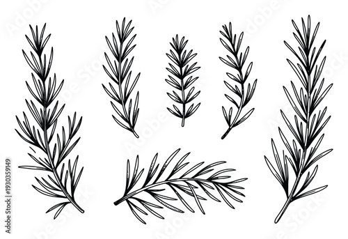 Hand-drawn of rosemary sprigs on a white background