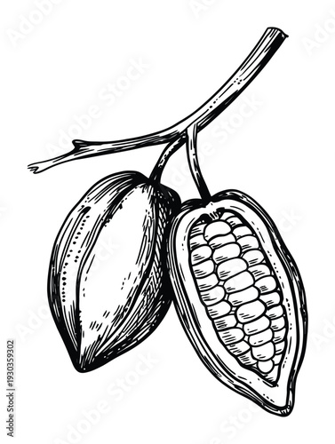 Hand-drawn of cocoa pods on a branch, one cut open to reveal beans