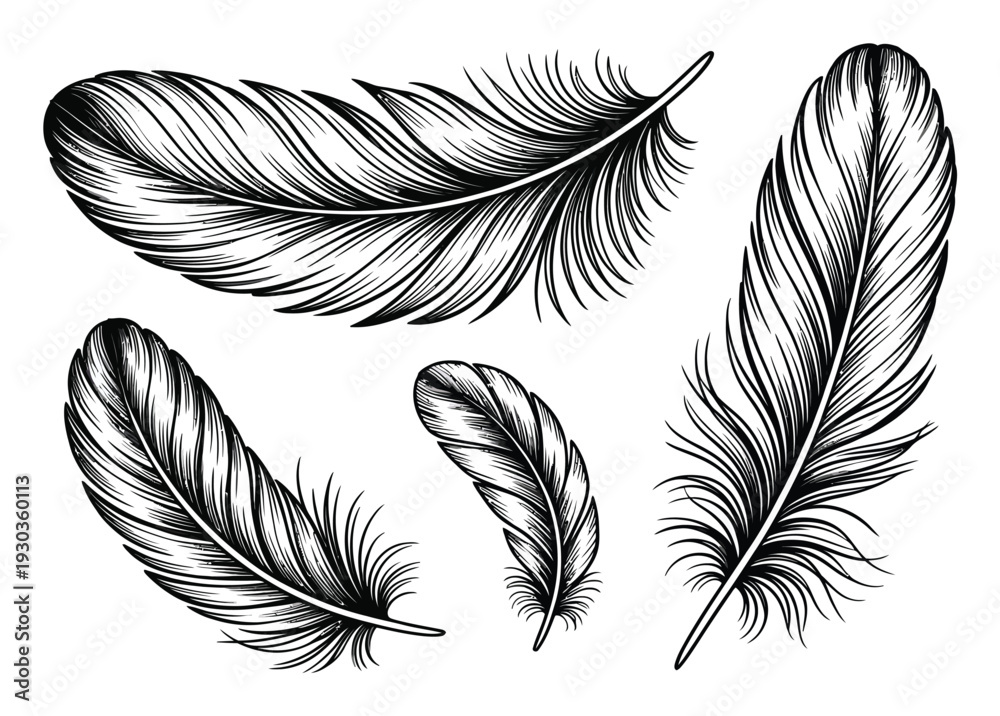 Obraz premium Collection of intricately drawn black and white feathers on a white background