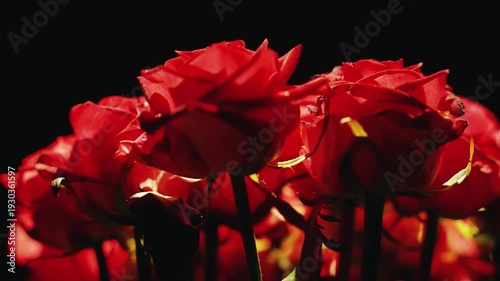 closeup beautiful bouquet of red roses flowers petals luxury bunch of fresh flower. Dark night room black background magic light. classic female floral gorgeous gift flowers in vase. luxurious gift