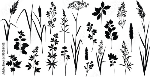 Black silhouettes of wild meadow herbs, grasses, flowers, reeds, cattail, wildflowers, botanical plants vector set, nature floral illustration collection