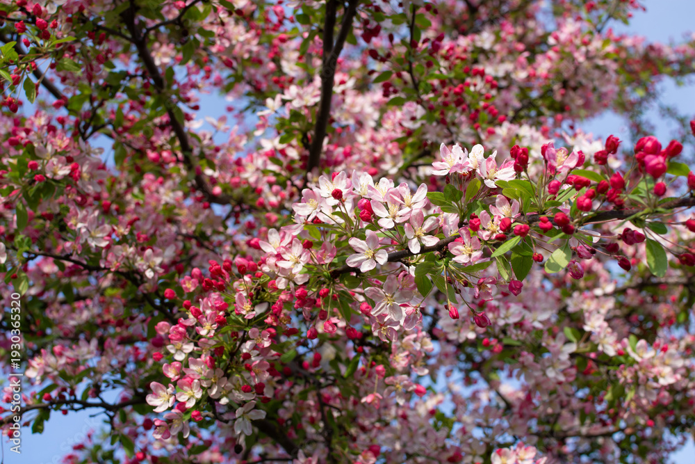 Fototapeta premium Blooming apple tree with pink flowers