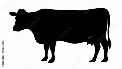 Majestic black cow standing in profile view