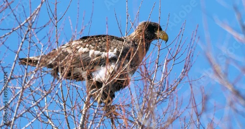 juvenile bird of Steller's sea eagle  or  Pacific sea eagle on tree in winter season