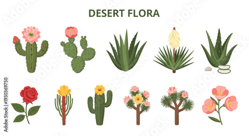 Ten illustrations of desert flora including various cacti aloe and flowering plants