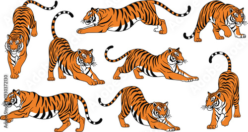 Tiger action poses vector illustration set, orange Bengal tigers crouching prowling leaping stalking for wildlife strength power nature zoo and tattoo designs