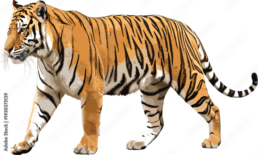 Fototapeta premium Majestic walking tiger vector illustration, detailed orange striped big cat side profile for wildlife strength power nature safari tattoo and bold designs