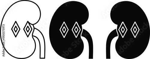 Anatomical illustrations of human kidneys with varying shading