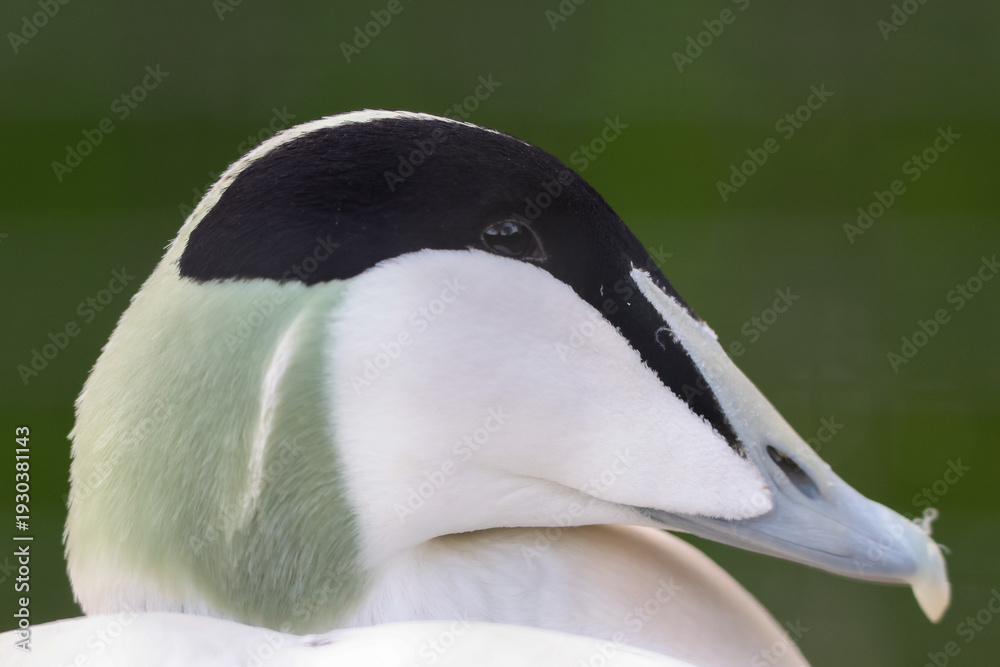 Fototapeta premium Close-Up Portrait of a Male Eider Duck with Soft Green Background
