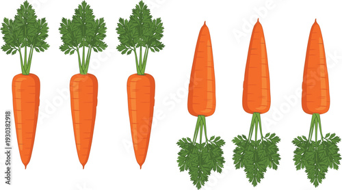 Fresh carrot vegetable set with leafy tops, organic farm produce illustration, healthy food collection isolated, natural nutrition ingredient for cooking and grocery design