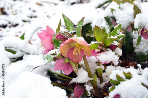 Tableau sur toile Caucasian hellebore flower under the snow in early spring