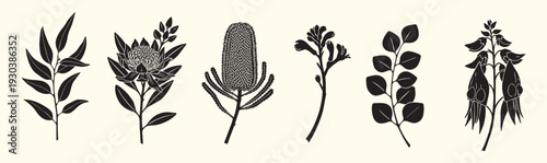 Black silhouette Australian flora branches leaves flower designs vector