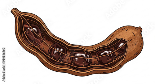 Open brown bean pod with shiny seeds on white background illustrating legume