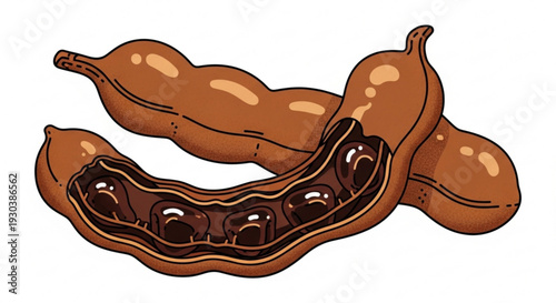 Tamarind fruit pods with seeds brown shiny and open on white background detailed illustration perfect for culinary and botanical designs