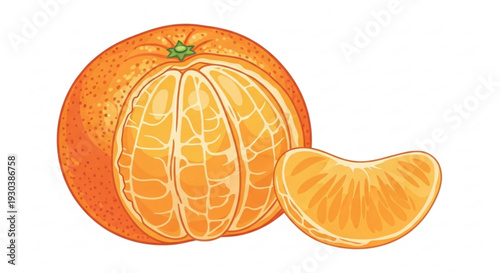 Detailed illustration of a peeled and unpeeled orange with segment lines on a white background