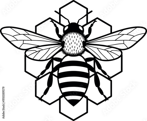 Honeybee on Honeycomb Graphic
