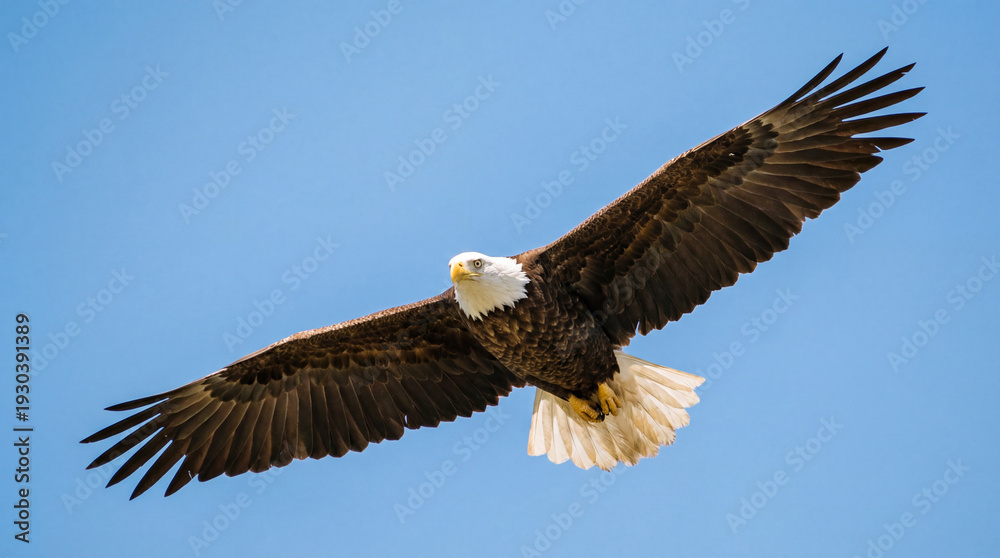 Obraz premium Bald Eagle Soaring High Against Clear Blue Sky
